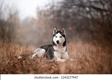 ハスキー犬 の画像 写真素材 ベクター画像 Shutterstock