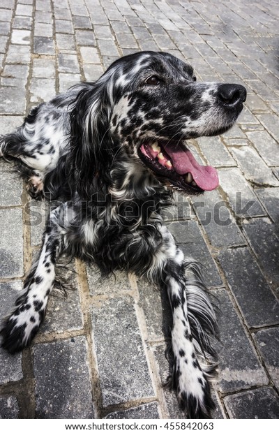 black irish setter dog