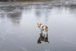 Dog Breed Jack Russell Terrier On The Ice Of A Frozen Lake. Ice With Skate Marks.