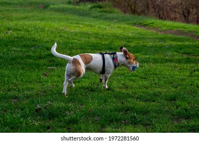 Dog Breed Jack Russell Terrier In The Forest On Green Grass In A Colorful Harness.A Dog In A Running Position With A Blue Ball In Its Teeth And Ears Drawn Back 