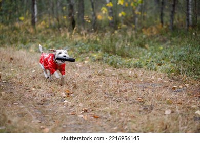 Dog Breed Jack Russell Terrier In A Red Raincoat Carries In His Mouth A Jumping Ring Toy In A Green Forest.