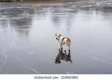 Dog breed Jack Russell Terrier on the ice of a frozen lake. Ice with skate marks.