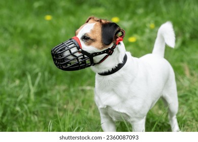 Dog breed Jack Russell Terrier walking  wear muzzle in park. Protection, safety, restriction concept. Pet, domestic animal. Parson Russell Terrier on nature in the grass. 