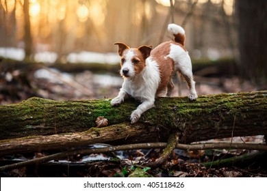 Dog breed Jack Russell Terrier walking in the forest, spring