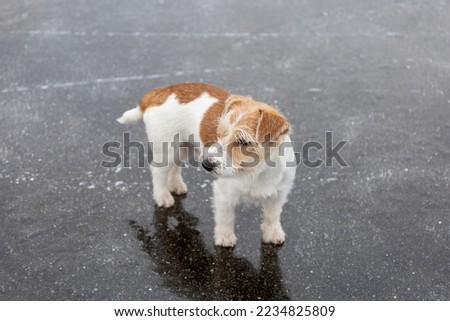Dog breed Jack Russell Terrier on the ice of a frozen lake. Ice with skate marks.