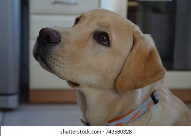 
Dog breed labrador