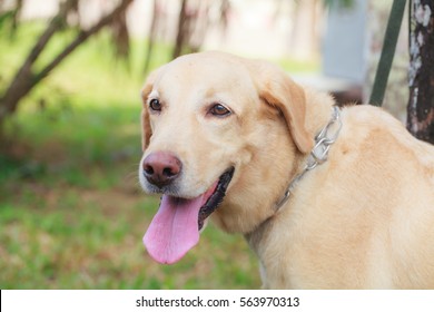 8,140 Running Labradors With White Background Stock Photos, Images ...