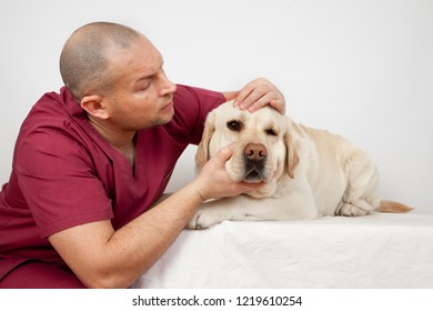 Dog Breed Labrador On Reception At The Veterinary Doctor. Eye Doctor, Ophthalmologist. Doctor Examines The Eye Of A Dog