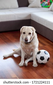 Dog Breed Labrador Retriever Sits And Is Sad With The Ball At Home