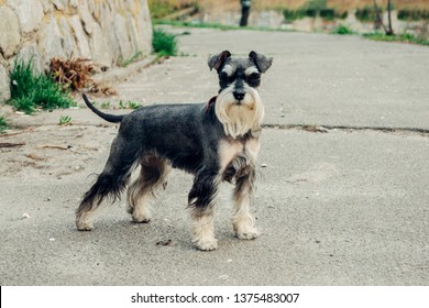 Dog Breed Mini Schnauzer. Walk On The Street.