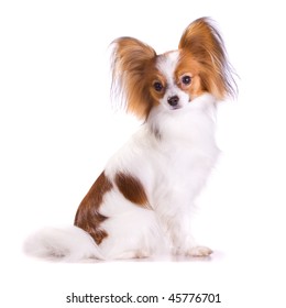 Dog of breed papillon isolated on a white background