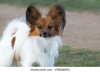 Papillon の画像 写真素材 ベクター画像 Shutterstock