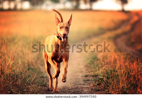 dog breed Pharaoh hound running in field at sunset\
on a country road