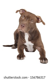 Dog Breed Pit Bull On A White Background In Studio