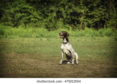 Dog breed pointers. Dog sitting and posing.