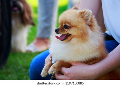 The dog breed Pomeranian spitz a close-up