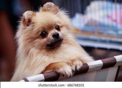 The dog breed Pomeranian spitz a close-up