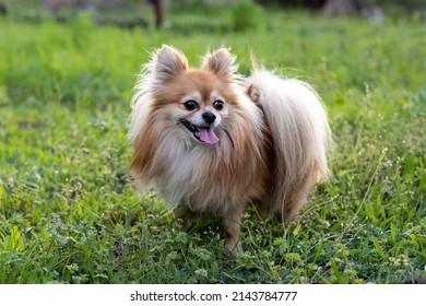 8,806 Dog breed orange spitz Images, Stock Photos & Vectors | Shutterstock