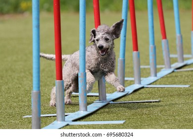 Dog Breed Poodle For The Agility Course
