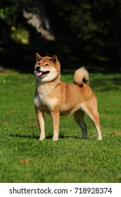 Dog breed red Shiba. He is a dog breed of Japanese origin.