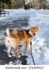 犬 イラスト 柴犬 の写真素材 画像 写真 Shutterstock
