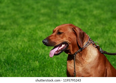 Dog breed Rhodesian Ridgeback is sitting on a green grass - Shutterstock ID 1195795243