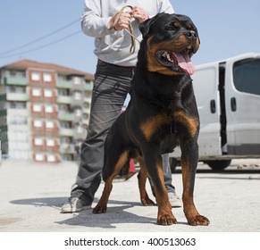 Dog breed rottweiler in a defensive pose