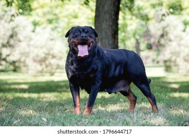 Dog Breed Rottweiler Outside Under Sunlight