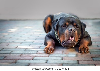 Dog Breed Rottweiler  Vomit