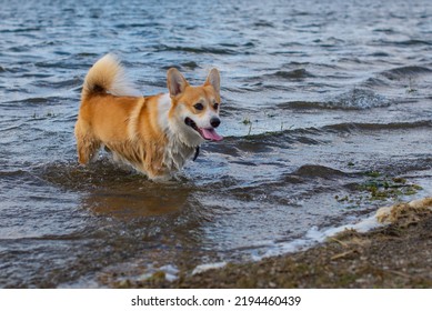 Dog Breed Royal Corgi Bathes In The River