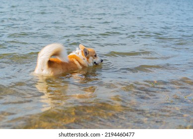 Dog Breed Royal Corgi Bathes In The River