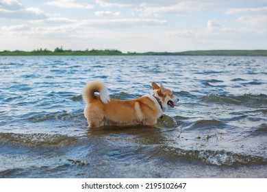 Dog Breed Royal Corgi Bathes In The River