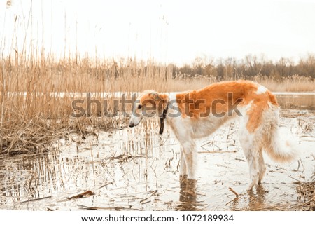 Similar – Labrador retriever labbi