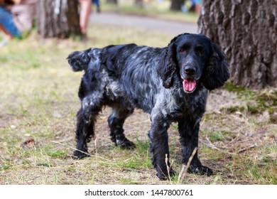 Spaniel Standing Images Stock Photos Vectors Shutterstock