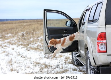 Dog Breed Russian Hunting Spaniel In A Jump From A Car In The Winter In The Field