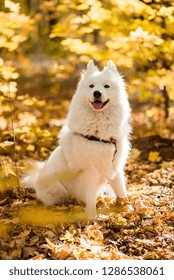 Dog Breed Samoyed Husky Beautiful Big Stock Photo Edit Now 1286538082