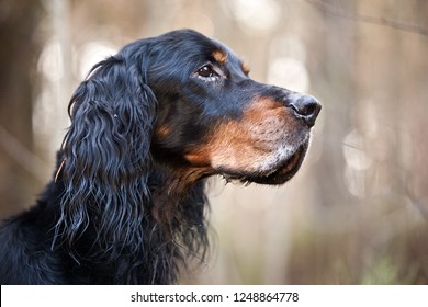 Dog breed  Setter Gordonportrait in profile
