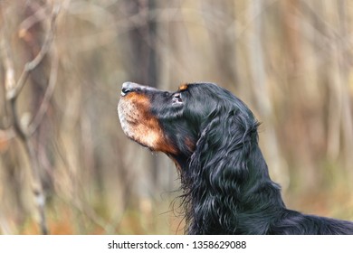 Dog breed  Setter Gordonportrait in profile on nature in the forest
