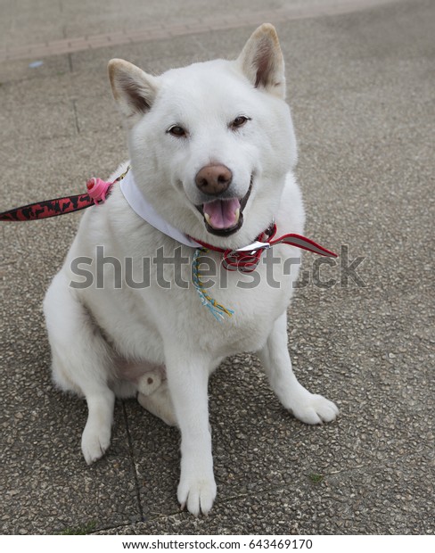 Dog Breed Shiba Inu The Breed Stock Photo Edit Now 643469170