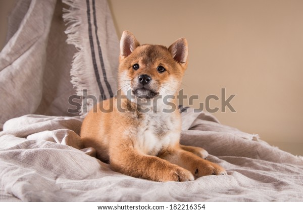 Dog Breed Shiba Inu Puppy Animalswildlife Objects Stock