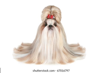 Shih Tzu Long Hair Images Stock Photos Vectors Shutterstock