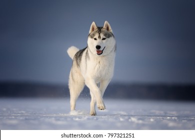 Dog of breed siberian husky
