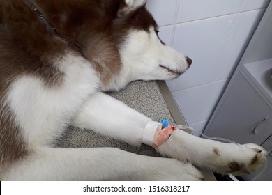 Dog Breed Siberian Husky Cancer Chemistry Therapy In Animal Hospital, Diagnosis Canine Transmissible Venereal Tumor