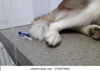 Dog Breed Siberian Husky Cancer Chemistry Therapy In Animal Hospital, Diagnosis Canine Transmissible Venereal Tumor