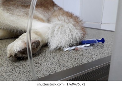 Dog Breed Siberian Husky Cancer Chemistry Therapy In Animal Hospital, Diagnosis Canine Transmissible Venereal Tumor