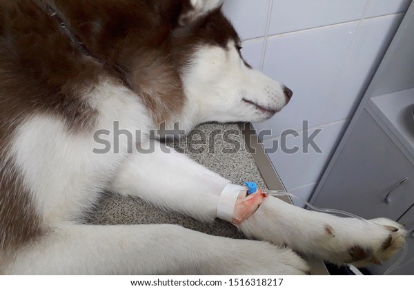 are huskies prone to cancer