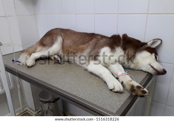 are huskies prone to cancer