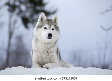 Dog Breed Siberian Husky In The Snow