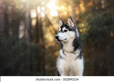ハスキー犬 の画像 写真素材 ベクター画像 Shutterstock