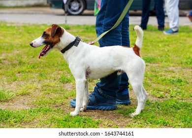 Short Haired Fox Terrier Images Stock Photos Vectors Shutterstock